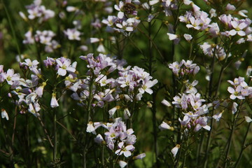 petites fleurs des prés