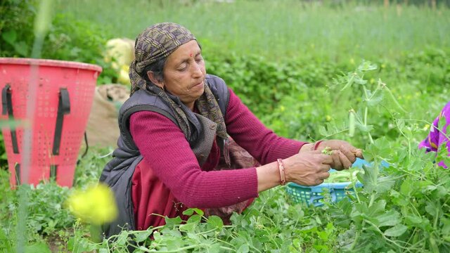 An Indian Asian elderly woman picking up or collecting fresh green peas or vegetables in a basket from a plant on an agricultural farming field during harvest season. Agriculture concept