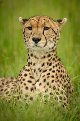 Close-up of cheetah lying with lifted head