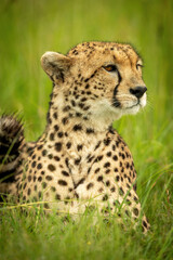 Close-up of cheetah lying in tall grass