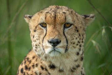 Close-up of cheetah sitting staring in grass