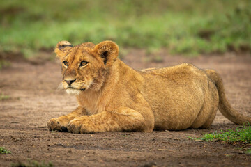 Fototapeta na wymiar Close-up of lion cub lying on dirt