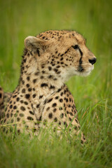 Close-up of cheetah on grass facing right