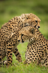 Naklejka na ściany i meble Close-up of cheetah nuzzling cub in grass