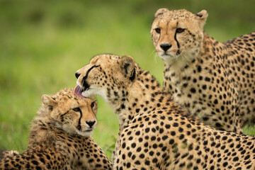 Naklejka na ściany i meble Close-up of cheetah watching mother licking cub