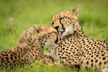 Close-up of cheetah mother lying grooming cub