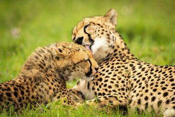 Fototapeta na wymiar Close-up of cheetah mother lying licking cub