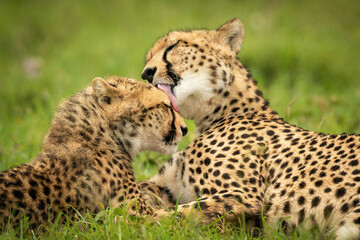 Close-up of cheetah lying washing her cub