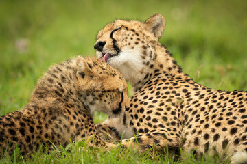 Close-up of cheetah lying licking her cub