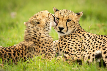 Naklejka na ściany i meble Close-up of cub lying down grooming cheetah