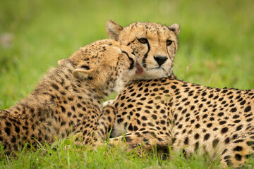 Close-up of cub grooming cheetah lying down