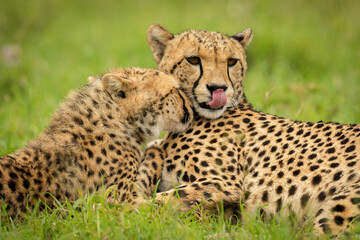 Close-up of cheetah lying nuzzled by cub