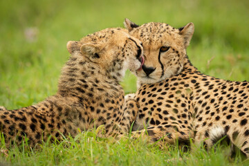 Fototapeta na wymiar Close-up of cub lying down licking cheetah