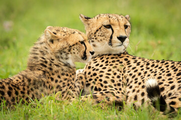 Close-up of cheetah lying with young cub