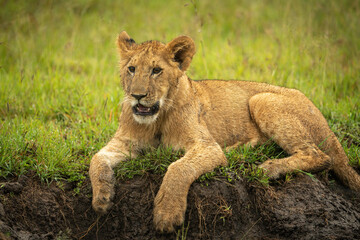 Fototapeta na wymiar Close-up of lion cub lying opening mouth