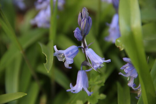 fleurs violettes en forme de clochettes