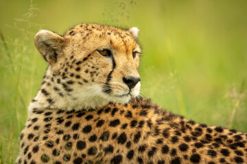 Naklejka na ściany i meble Close-up of cheetah lying looking over shoulder