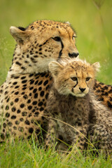 Close-up of cheetah lying next to cub