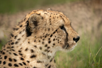 Close-up of cheetah sitting in long grass
