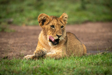 Obraz na płótnie Canvas Close-up of lion cub lying licking lips