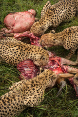 Close-up of four cheetahs feeding on carcase