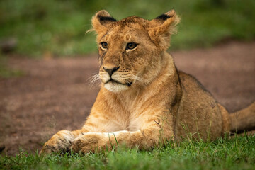 Obraz na płótnie Canvas Close-up of lion cub lying paws together