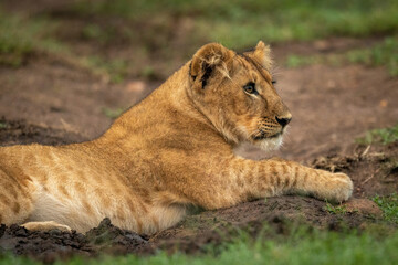 Close-up of lion cub lying in mud
