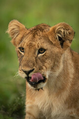 Close-up of lion cub sitting licking lip