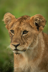 Obraz na płótnie Canvas Close-up of lion cub sitting staring left