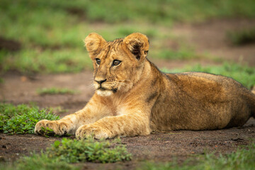 Obraz na płótnie Canvas Close-up of lion cub lying staring left