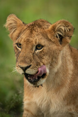 Obraz premium Close-up of lion cub sitting licking mouth