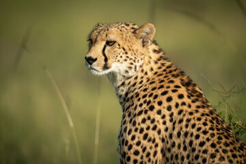 Close-up of cheetah sitting in tall grass