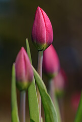 Spring tulip buds on a flower bed