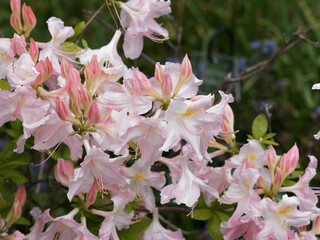 (Azalea occidentalis) Rhododendron occidentale or western azalea with large floral trusses of...
