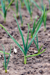 sprouts of young onions on brown ground close-up