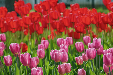 Tulips blooming in a flower bed
