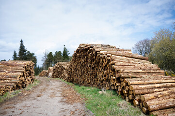 Chopped wood logs for sale use in fire place at home stored on forest woods green biomass energy