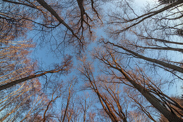 Tree trunks in early spring against the blue sky