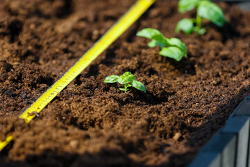 A small green shoots in the ground.