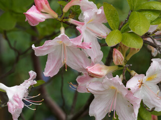 (Azalea occidentalis) Rhododendron occidentale or western azalea with large floral trusses of trumpet-shaped white and pink flowers tinged with yellow spots between bright green foliage