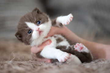 Extram niedliches Katzenbaby BKH Kitten ganz verträumt