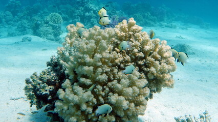 Fish. Blue-green chromis (Eng) - Chromis viridis (Lat) (Pomacentridae family) - grows up to 10 cm (usually 5 cm). It feeds on zooplankton. Inhabits at depths of 5-35 m. Recognizable by its olive-green