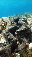 Rugose giant clam. Molluscs, type Mollusca. Bivalve mollusks. Family Tridacnidae - Tridacnidae. Large tridacna.
