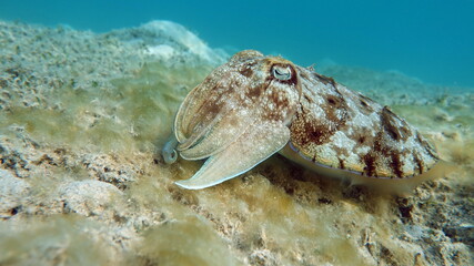 Sepia pharaonis. Mollusks, type of Mollusk. Head-footed mollusks. Cuttlefish squad. Pharaoh cuttlefish.
