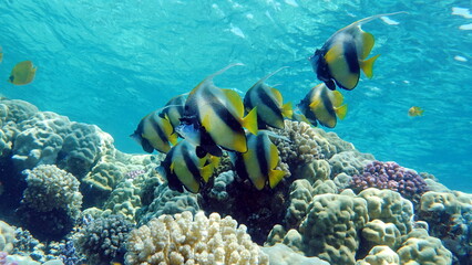 Naklejka na ściany i meble Butterfly fish. Red Sea kabuba - this fish grows up to 20 cm, feeds on zooplankton.
