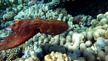 Octopus. Big Blue Octopus on the Red Sea Reefs.