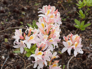 Azalea  Occidentale | Rhododendron occidentale or western azalea. Schrub with trumpet-shaped...