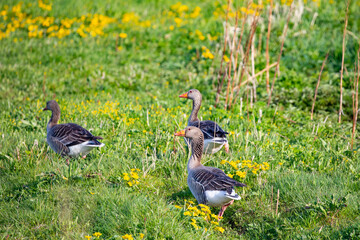 Graugänse // Greylag goose (Anser anser),Helgeland,Nordland county,Norway,scandinavia,Europe
