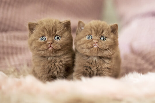 Extram niedliches Katzenbaby BKH Kitten ganz vertr&auml;umt