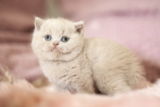 Extram niedliches Katzenbaby BKH Kitten ganz vertr&auml;umt